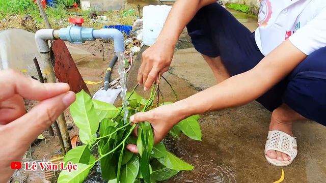 Gà Già , Vịt Già Thịt Dai Cỡ Nào Luộc Lên Cũng Mềm Như Gà Tơ ! Mẹo Làm Mềm Thịt Gà Vịt Già Khi Luộc смотреть онлайн