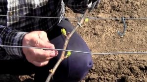 Уход за виноградом, формировка куста винограда весной