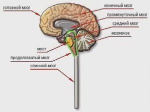 ЦЕНТРАЛЬНАЯ НЕРВНАЯ СИСТЕМА (ЦНС): строение и функции