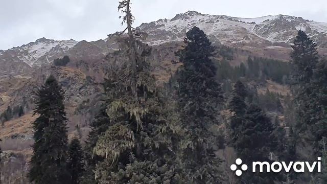 #Домбай?Тебердинский лес. И я купила Чинарики!!! Вкуснотища? смотреть онлайн