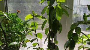 Как избавиться от мошки в квартире и не только... Лавр на подоконнике.