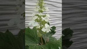 Гортензия дуболистная Сноу Квин в Сибири