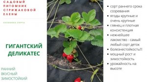 СОРТ РАННЕЙ КЛУБНИКИ "ГИГАНТСКИЙ ДЕЛИКАТЕС"