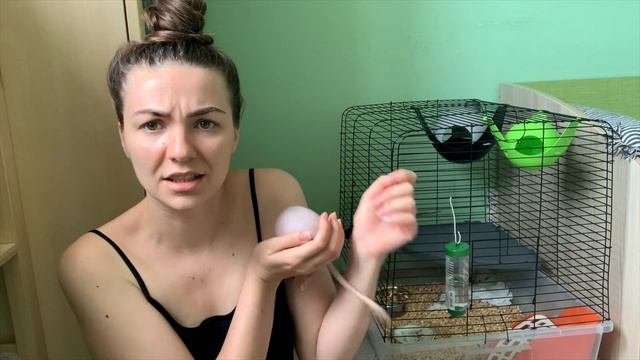 КРЫСЫ СВЕЛИ МЕНЯ С УМА! МИНУСЫ ДЕКОРАТИВНЫЙ КРЫС