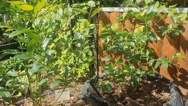 20240811_104921.mp4Можно ли выращивать голубику в контейнерах. смотреть онлайн