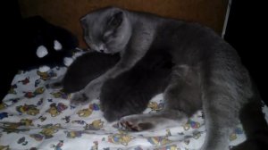 Кошка пришла кормить котят