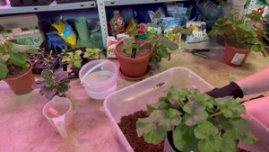 Пеларгония/пересадка/уход