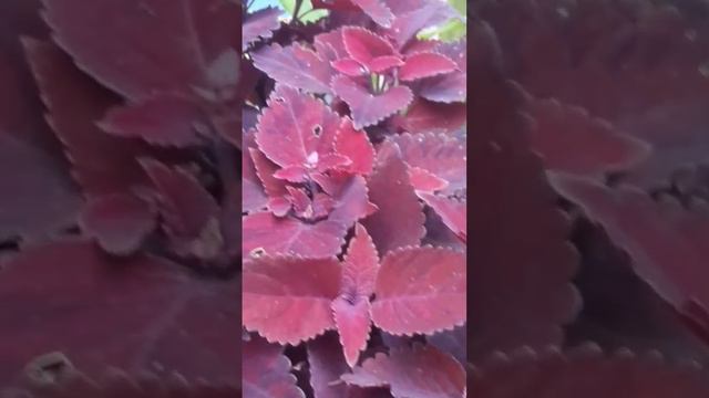 #super pink crotons #plants #shortsfeed