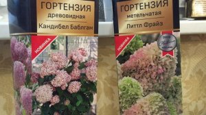 Гортензия древовидная Кандибелль Баблгам (Candybelle Bubblegum). Обзор сорта