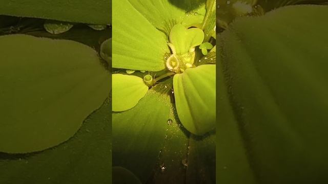 Пистия цветет и ура, малечки моих гуппи#аквариум #мальки #гуппи смотреть онлайн