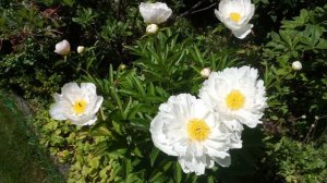 Piwonia Krinkled White