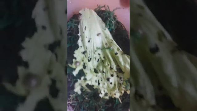 уборка у улиток. новые улитки. кладка архахатин! смотреть онлайн