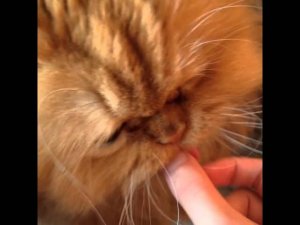 Король лев ест!