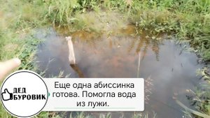 Еще одна абиссинка готова. Для бурения использовалась лужа.