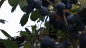 ТЕРНОВНИК  на среднем УРАЛЕ представляю видео для просмотра