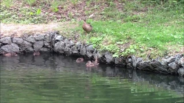 Дикие УТКИ на пруду - DUCK смотреть онлайн