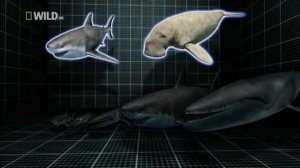 Мегаладон - доисторическая акула.