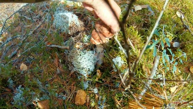 Белые боровые 2020. Октябрь. Костромская глубинка. смотреть онлайн