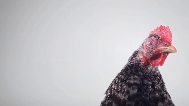 Плати, животное