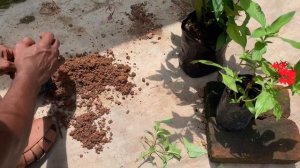 ഒരു പൂച്ചെടി പരിചയപ്പെടം How to propagate  and care pentas lancelata plant