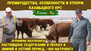 Бизнес по разведению и откорму калмыцкого КРС в Казахстане. Агрофирма Желторангы. Быки. Откорм. Скот