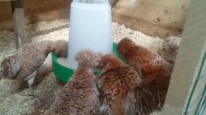 Эти Породы Кур Самые Необычные в Мире