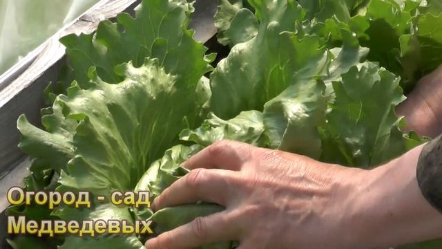 Гарантированный способ выращивания салата Айсберг