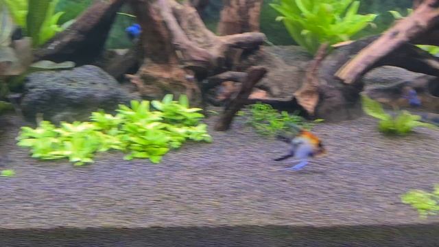 Аквариум после трех недель после запуска смотреть онлайн