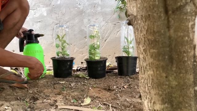 Technique Planting :Best Way To Grow Orange Tree From Orange 100% Work смотреть онлайн