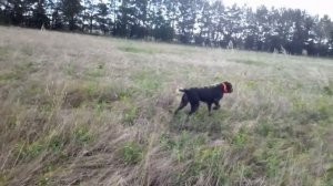 Стойка дратхаара