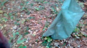 Кедровая шишка приморский край