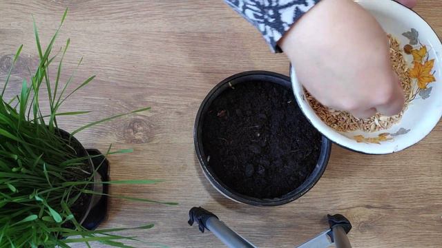 Источник силы, красоты, здоровья. Вырасти сам! смотреть онлайн