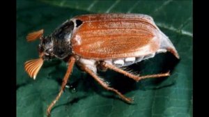 О чем рассказал майский жук? Was sagte chafer?