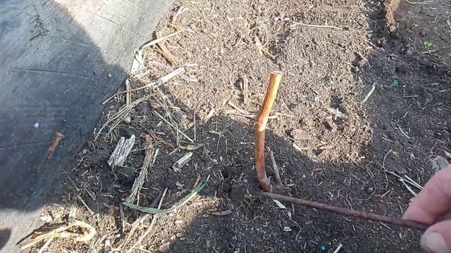 Как подготовить и обрезать виноград выращенного из косточки.