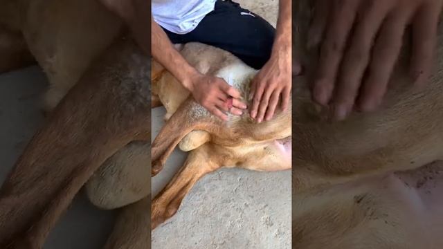 Как сделать укол Бутазол барану! смотреть онлайн