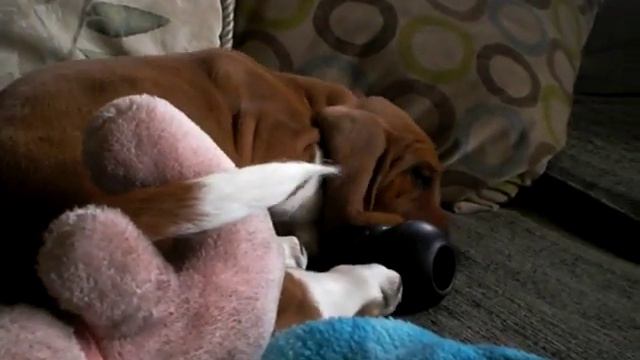Earl my 8wwk old basset hound playing on the sofa смотреть онлайн