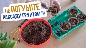 Выбор грунта для рассады томатов. Подготовка почвы для раннего урожая томатов