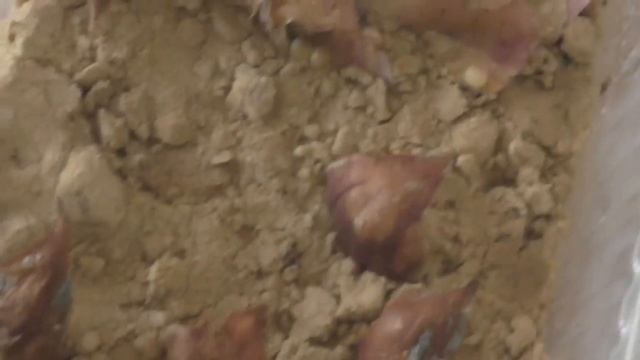 Размножение лилий чешуйками 2 недели эксперимента смотреть онлайн