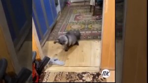Ужасный тапок