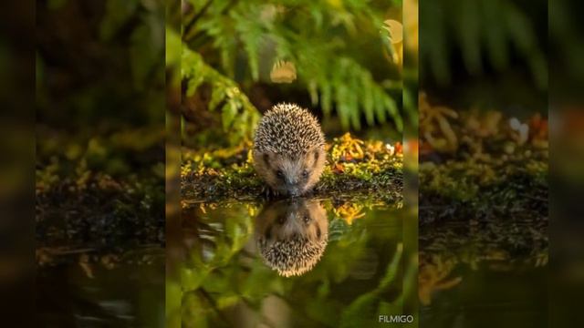МИРНОГО ДОБРОГО УТРА! смотреть онлайн