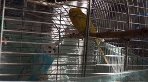 ЧТО ДЕЛАТЬ Если волнистый ПОПУГАЙ Чихает - ОТВЕТЬ ЗДЕСЬ❗