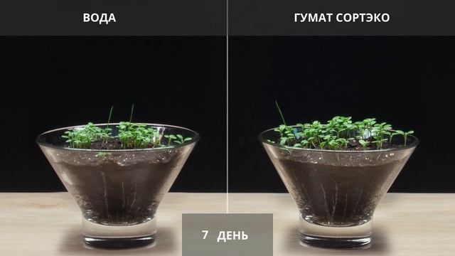 Гумат Калия СортЭко - испытание на клевере смотреть онлайн