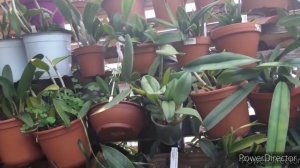 В гостях у Димы и его ОРХИДЕИ.