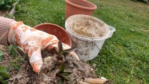 Пересадка ЛИЛИЙ весной для начинающих