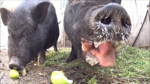 ВЬЕТНАМСКИЕ СВИНЬИ - Кормление и содержание / Ответы на вопросы Подворье TV