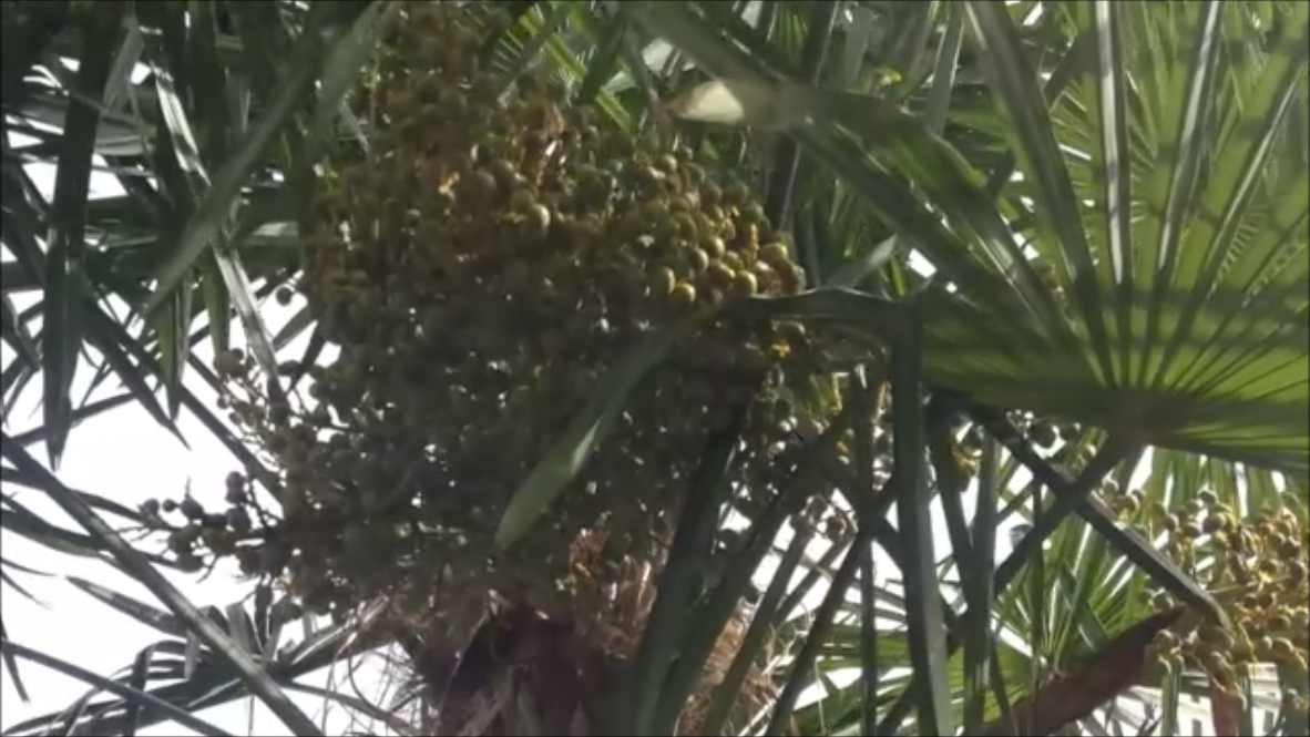 Морозостойкие кактусы и пальмы в саду…