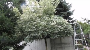 Фигурная стрижка клена Фламинго.