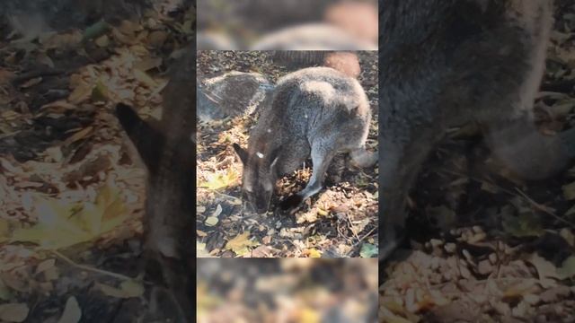 Забавный Австралийский Кенгуру. Экзотические животные в Московском зоопарке.