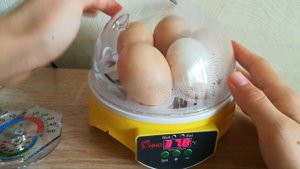 Овоскопирование. 4 день инкубации. Барахлит инкубатор.