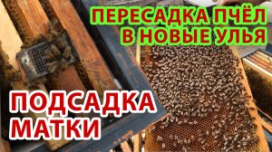 ПЕРЕСАДКА ПЧЁЛ В НОВЫЕ УЛЬЯ И РЕВИЗИЯ ПЧЕЛОСЕМЕЙ